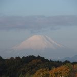 朝陽を浴びた富士山と黄金色の森