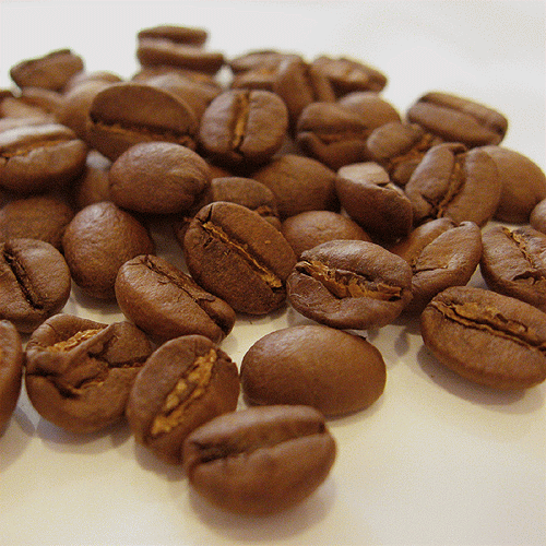 ブラジル 浅煎り フォレスト自家焙煎コーヒー豆店